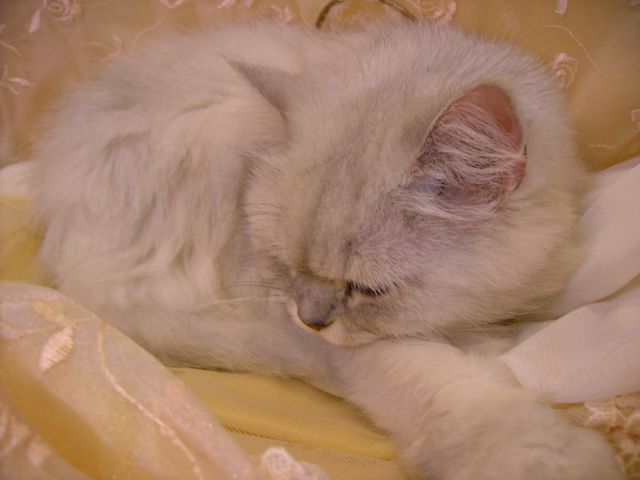 按此在新視窗瀏覽圖片