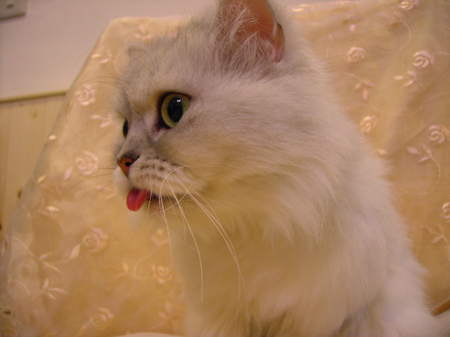 按此在新視窗瀏覽圖片