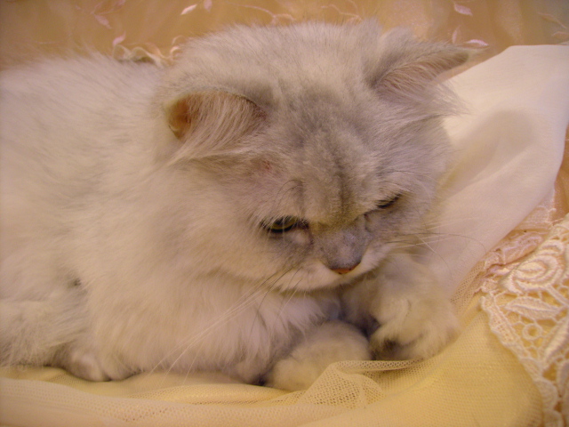 按此在新視窗瀏覽圖片