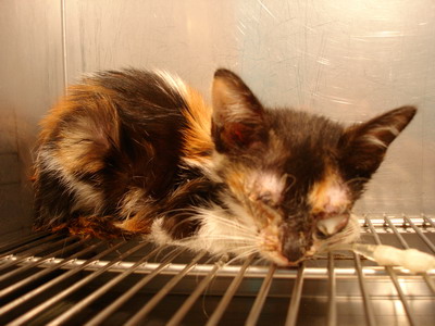 «ö¦¹¦b·sµøµ¡ÂsÄý¹Ï¤ù