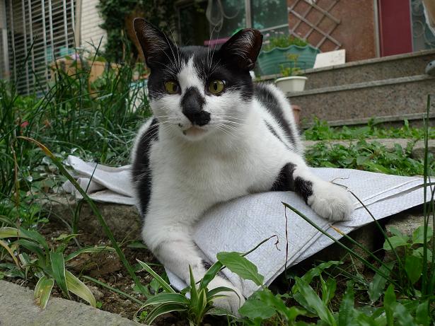 按此在新視窗瀏覽圖片