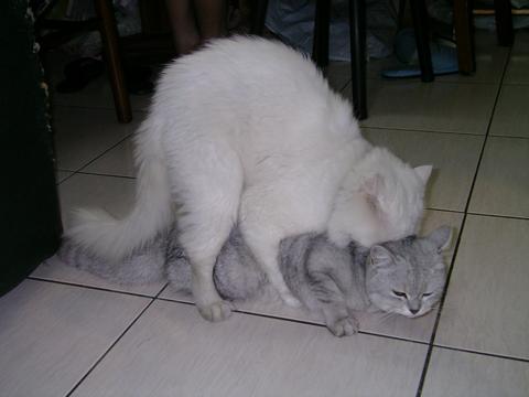 按此在新視窗瀏覽圖片