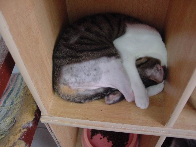 按此在新視窗瀏覽圖片