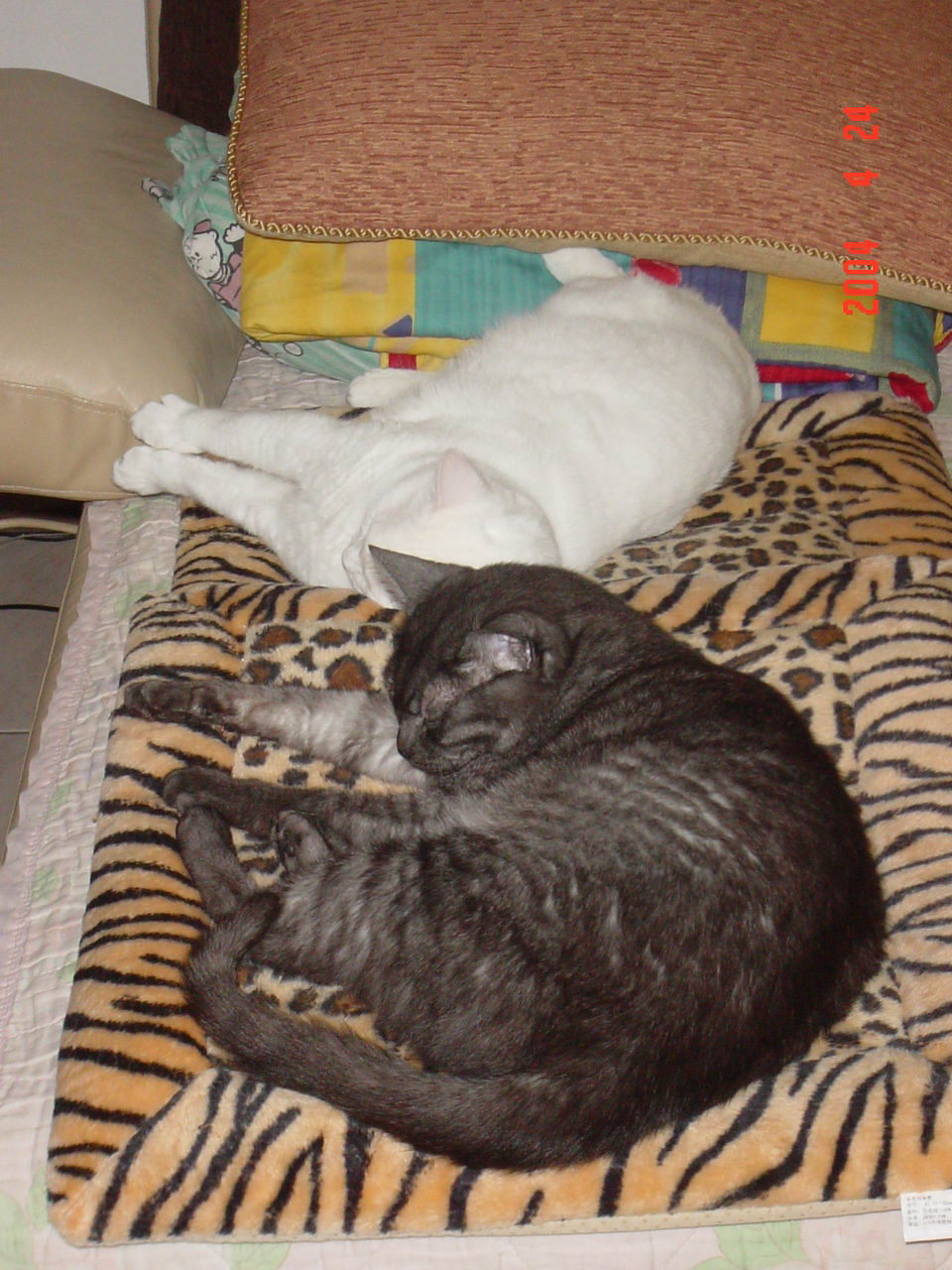 按此在新視窗瀏覽圖片