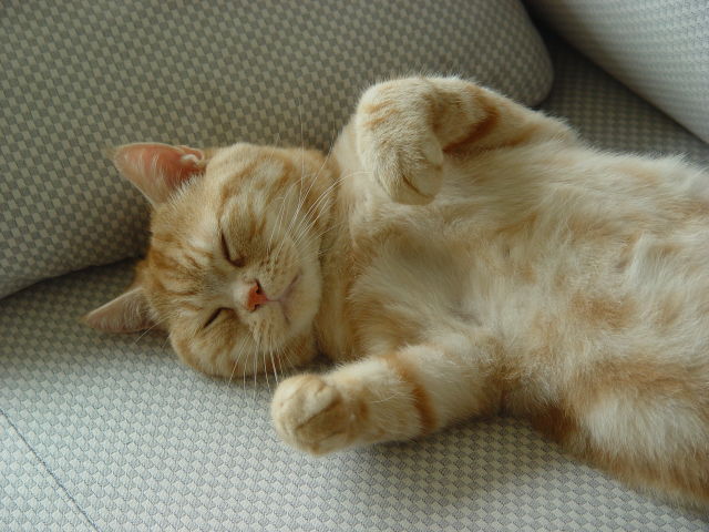 按此在新視窗瀏覽圖片