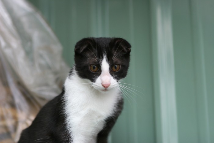 按此在新視窗瀏覽圖片