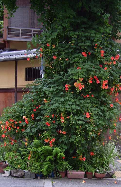 «ö¦¹¦b·sµøµ¡ÂsÄý¹Ï¤ù