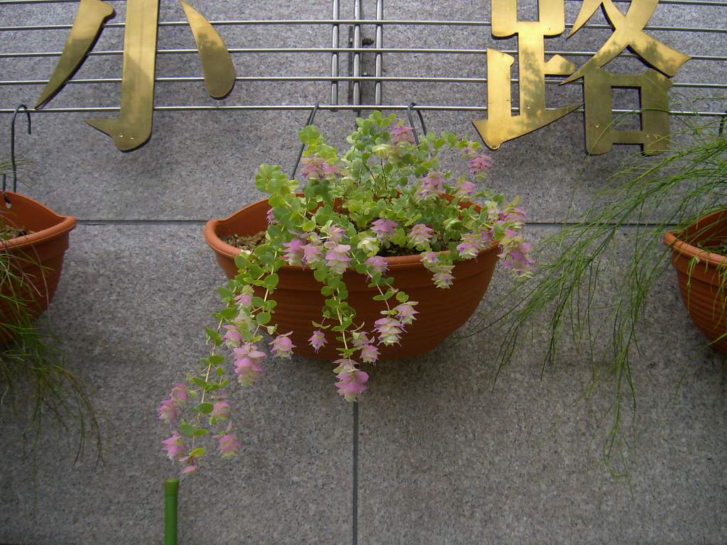 «ö¦¹¦b·sµøµ¡ÂsÄý¹Ï¤ù