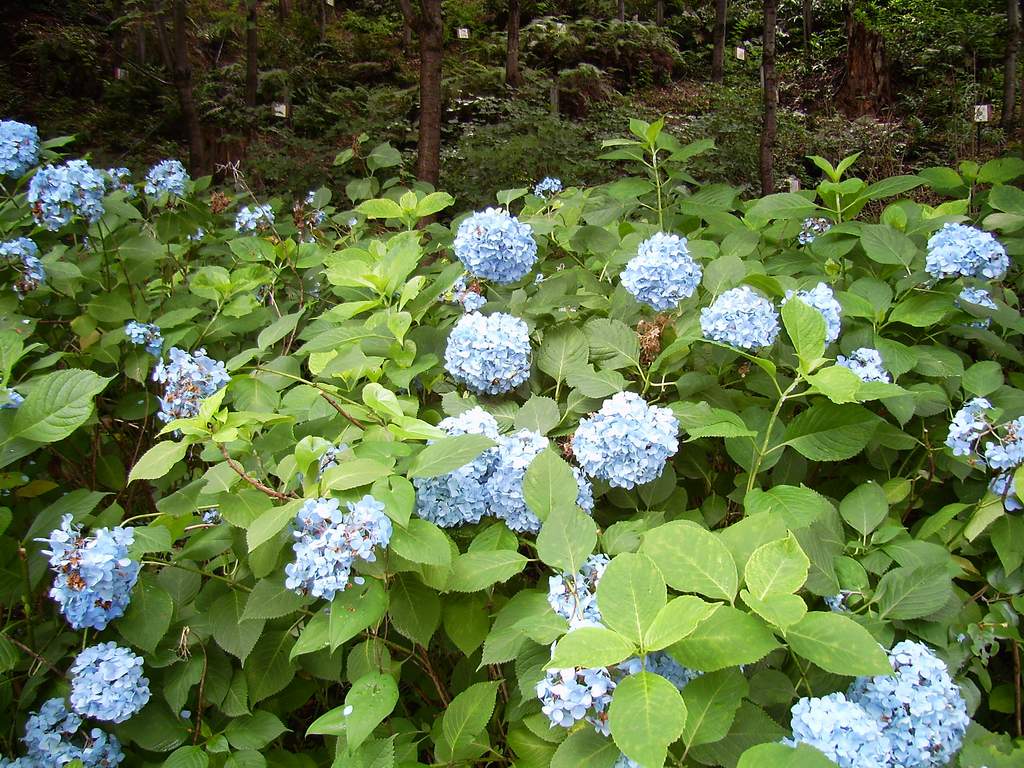 «ö¦¹¦b·sµøµ¡ÂsÄý¹Ï¤ù