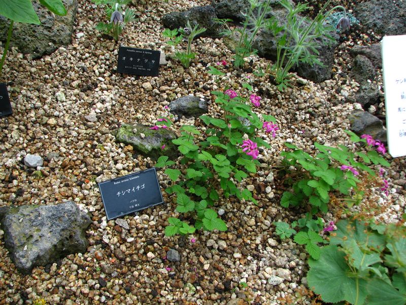 按此在新視窗瀏覽圖片