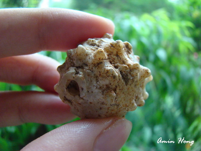 «ö¦¹¦b·sµøµ¡ÂsÄý¹Ï¤ù