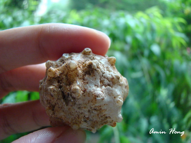 «ö¦¹¦b·sµøµ¡ÂsÄý¹Ï¤ù