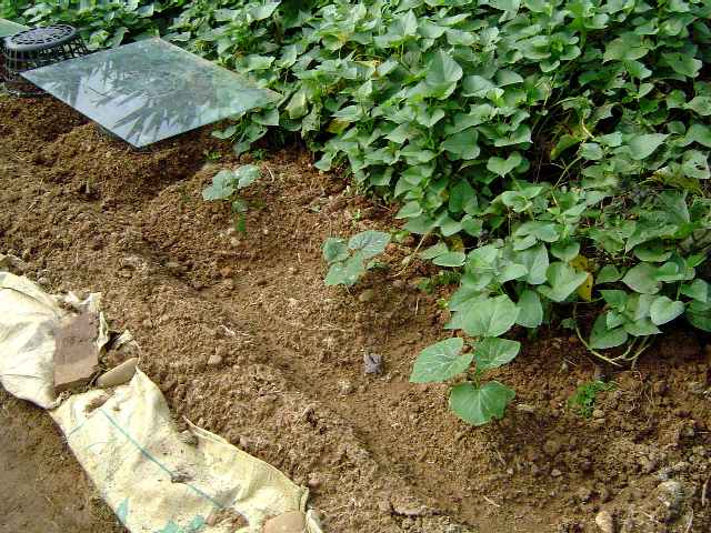 按此在新視窗瀏覽圖片