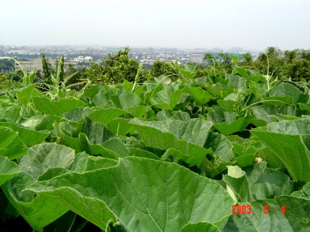 按此在新視窗瀏覽圖片