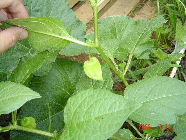 按此在新視窗瀏覽圖片