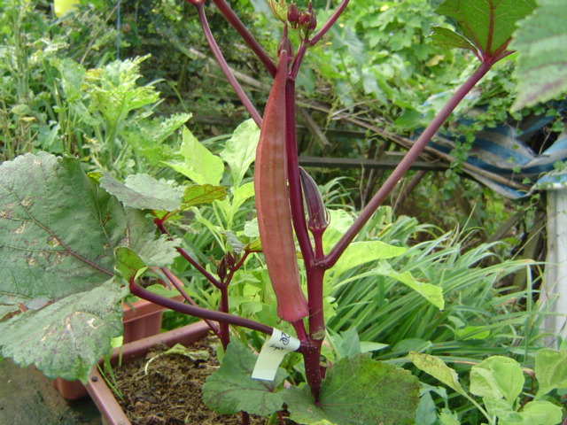 按此在新視窗瀏覽圖片