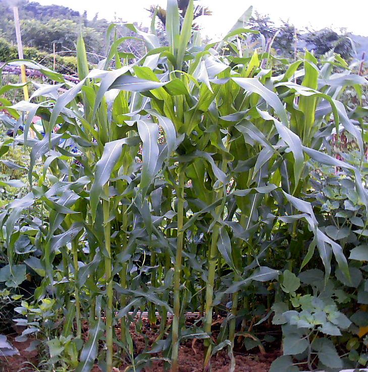 按此在新視窗瀏覽圖片