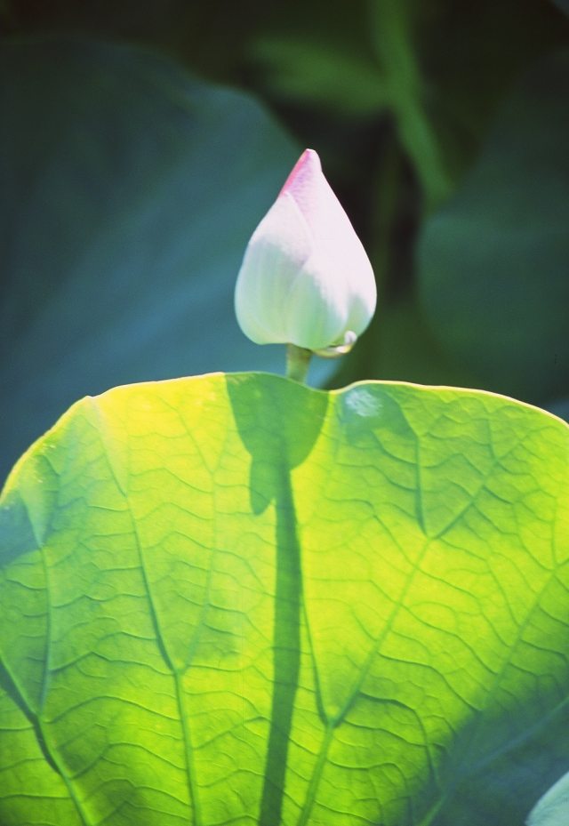 按此在新視窗瀏覽圖片