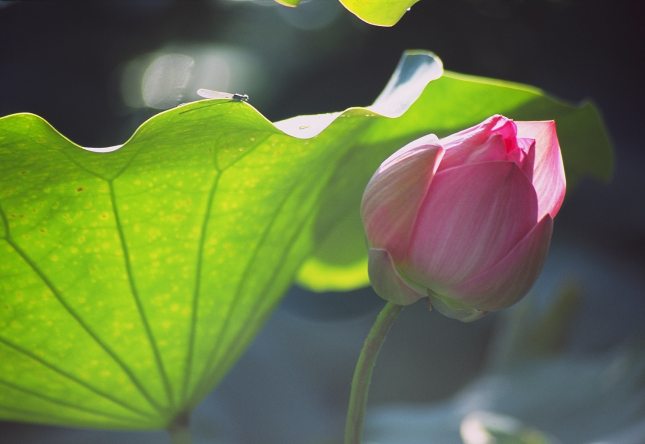 按此在新視窗瀏覽圖片