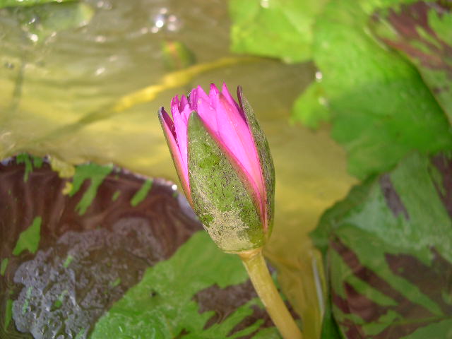 按此在新視窗瀏覽圖片