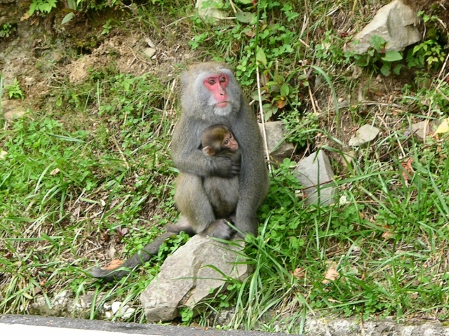 按此在新視窗瀏覽圖片