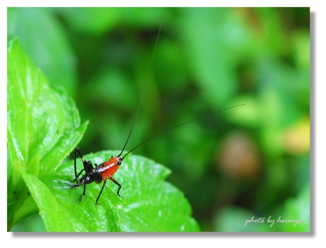 按此在新視窗瀏覽圖片