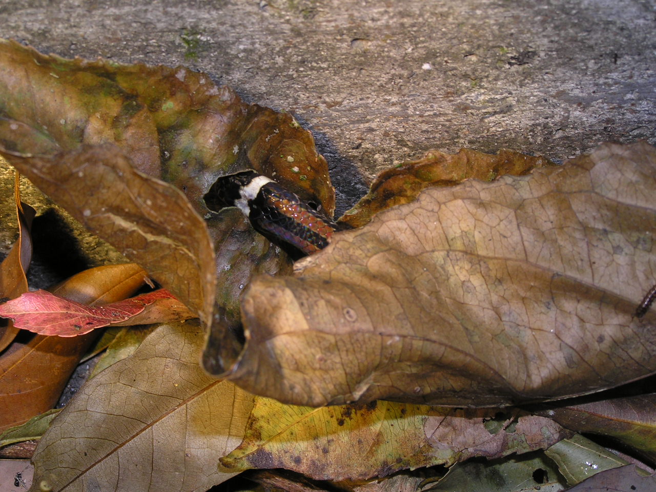 按此在新視窗瀏覽圖片