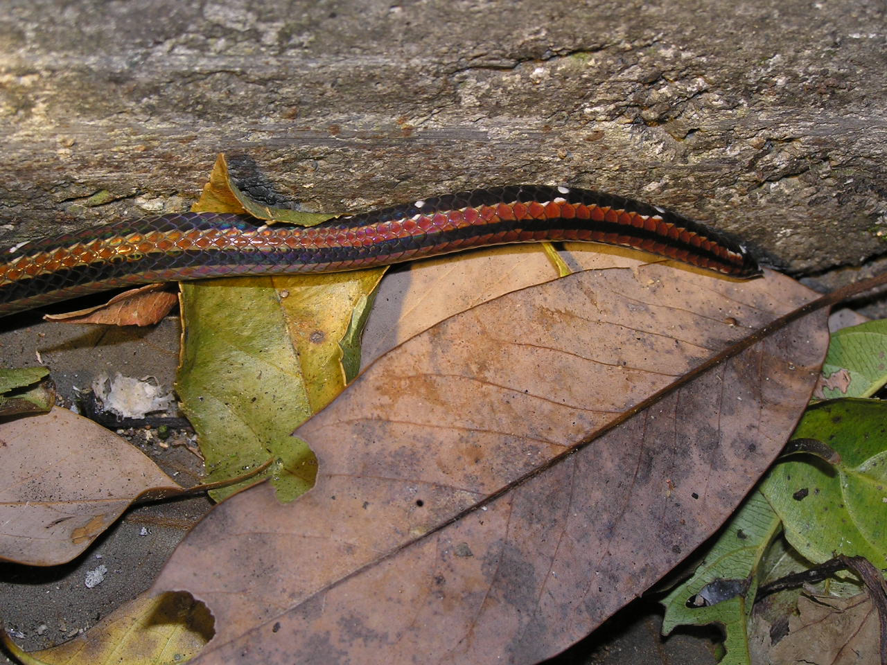 按此在新視窗瀏覽圖片