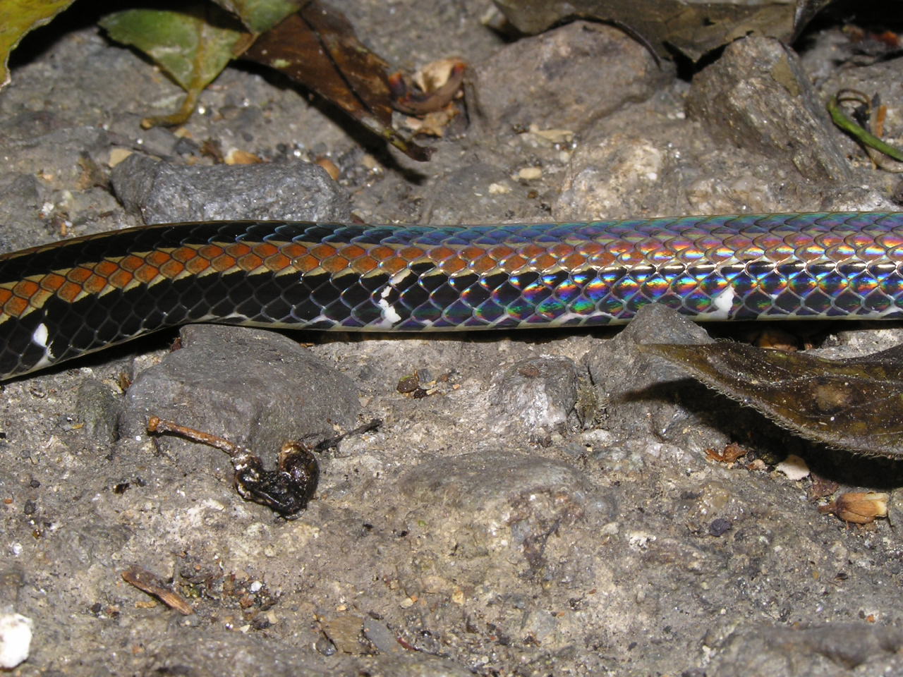 按此在新視窗瀏覽圖片