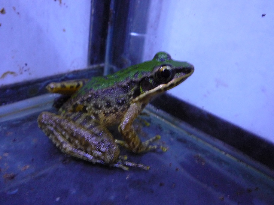 «ö¦¹¦b·sµøµ¡ÂsÄý¹Ï¤ù