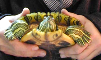 «ö¦¹¦b·sµøµ¡ÂsÄý¹Ï¤ù