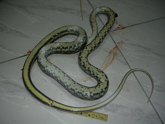 «ö¦¹¦b·sµøµ¡ÂsÄý¹Ï¤ù