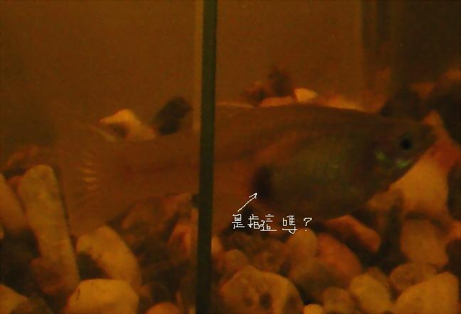 按此在新視窗瀏覽圖片