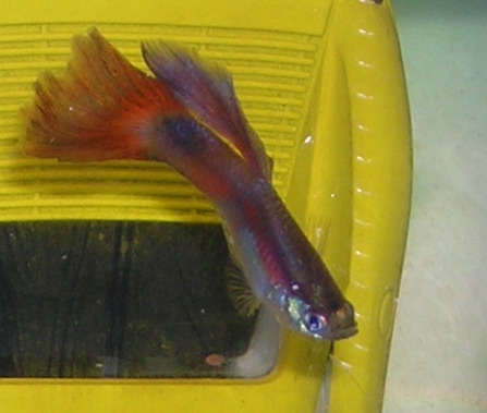 按此在新視窗瀏覽圖片