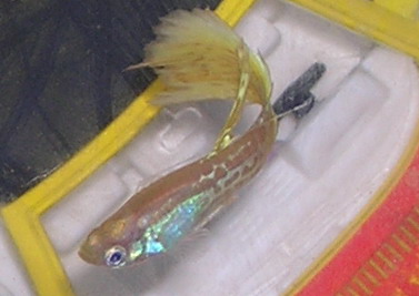 按此在新視窗瀏覽圖片