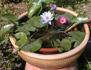 按此在新視窗瀏覽圖片