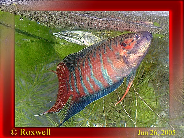 «ö¦¹¦b·sµøµ¡ÂsÄý¹Ï¤ù