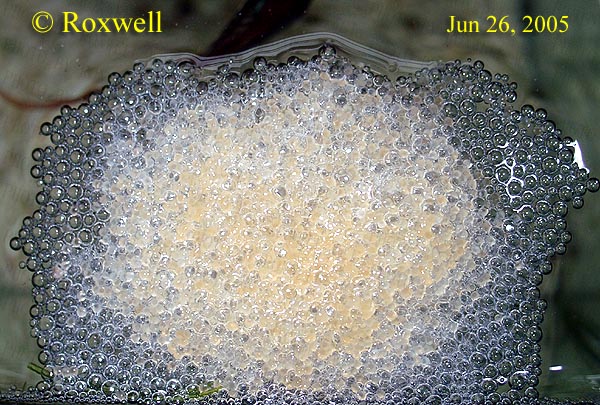 «ö¦¹¦b·sµøµ¡ÂsÄý¹Ï¤ù