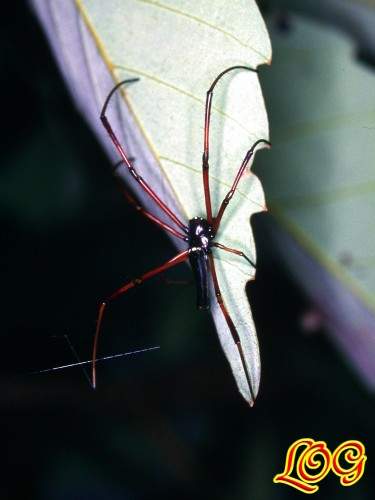 «ö¦¹¦b·sµøµ¡ÂsÄý¹Ï¤ù