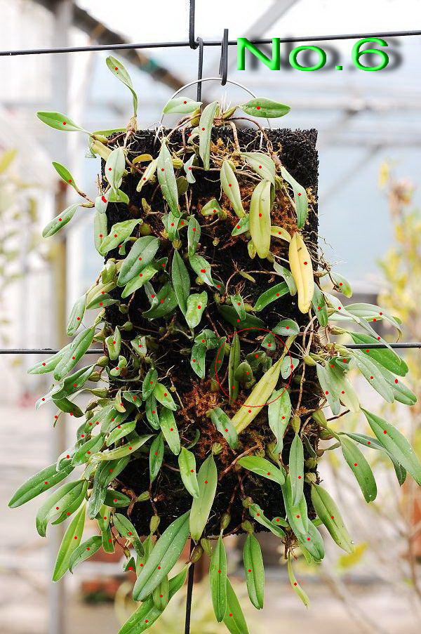 «ö¦¹¦b·sµøµ¡ÂsÄý¹Ï¤ù