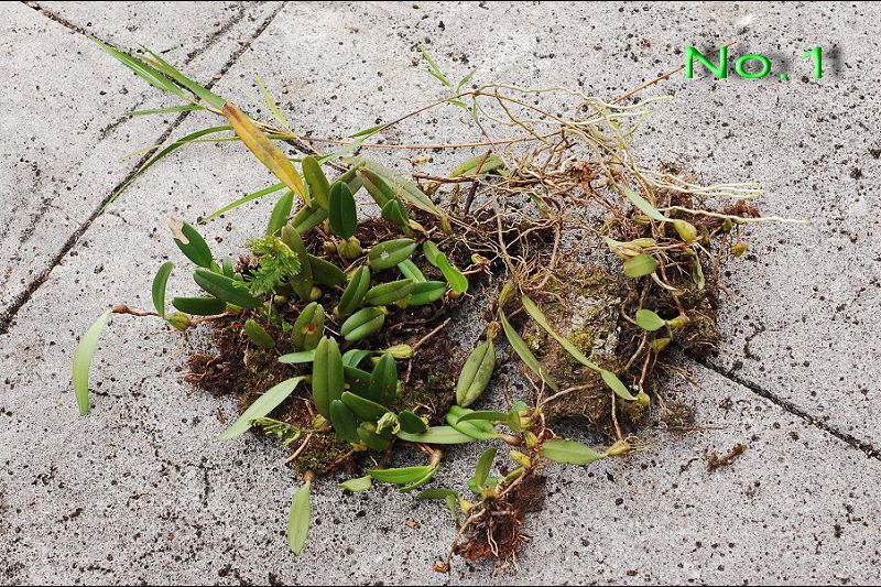 «ö¦¹¦b·sµøµ¡ÂsÄý¹Ï¤ù