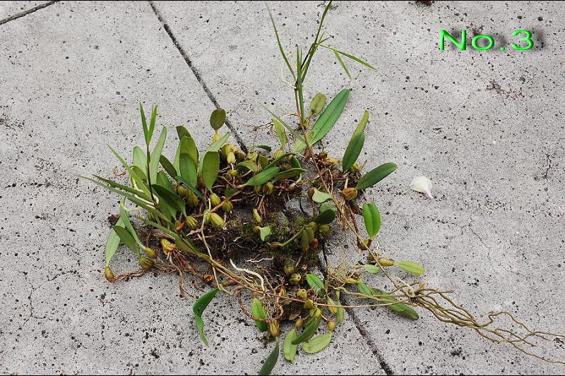 «ö¦¹¦b·sµøµ¡ÂsÄý¹Ï¤ù