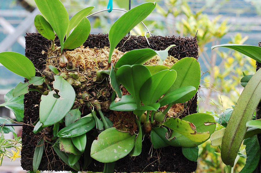 «ö¦¹¦b·sµøµ¡ÂsÄý¹Ï¤ù