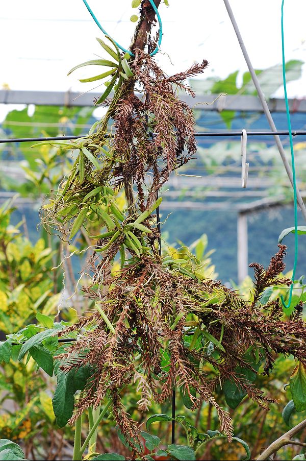 «ö¦¹¦b·sµøµ¡ÂsÄý¹Ï¤ù