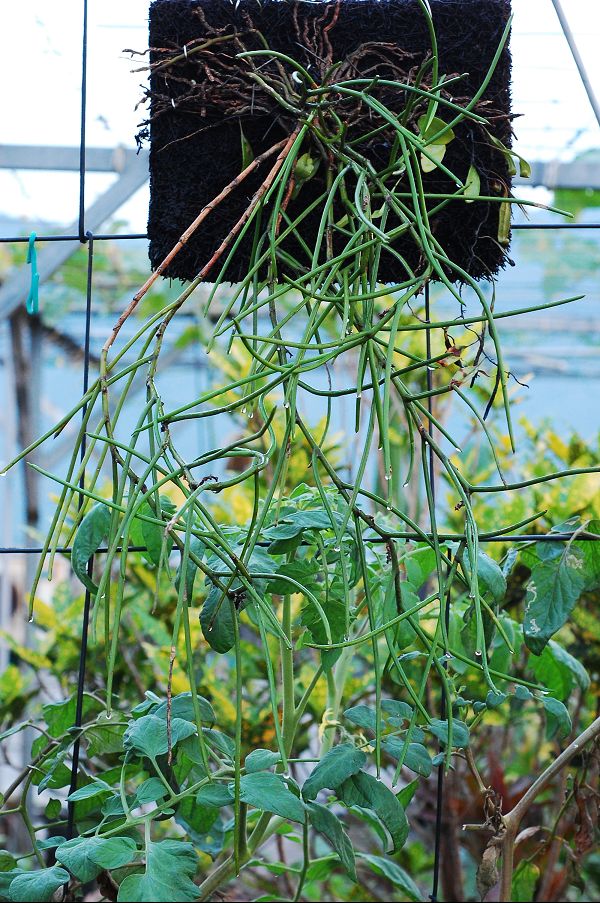 «ö¦¹¦b·sµøµ¡ÂsÄý¹Ï¤ù