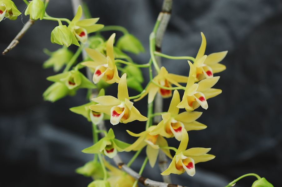 «ö¦¹¦b·sµøµ¡ÂsÄý¹Ï¤ù