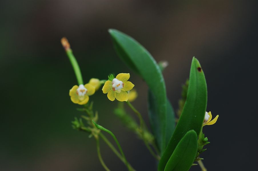 «ö¦¹¦b·sµøµ¡ÂsÄý¹Ï¤ù