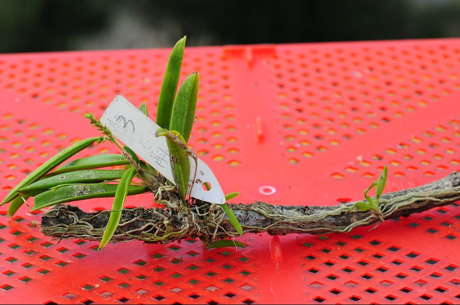 «ö¦¹¦b·sµøµ¡ÂsÄý¹Ï¤ù