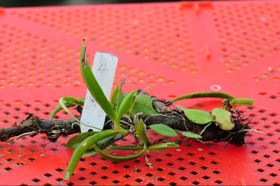 «ö¦¹¦b·sµøµ¡ÂsÄý¹Ï¤ù