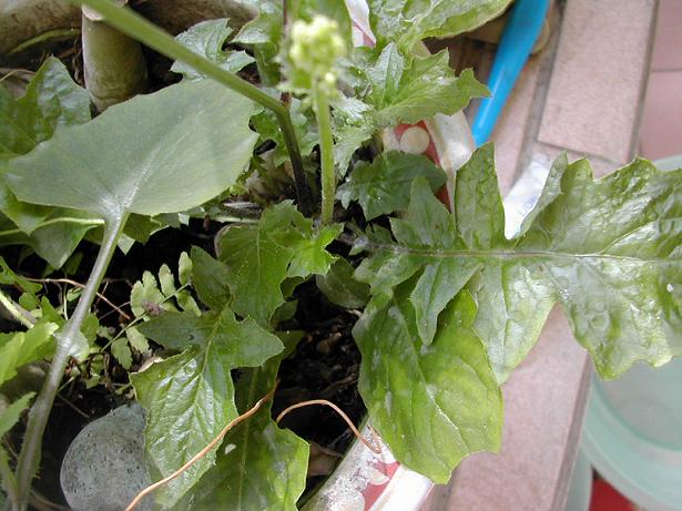 «ö¦¹¦b·sµøµ¡ÂsÄý¹Ï¤ù